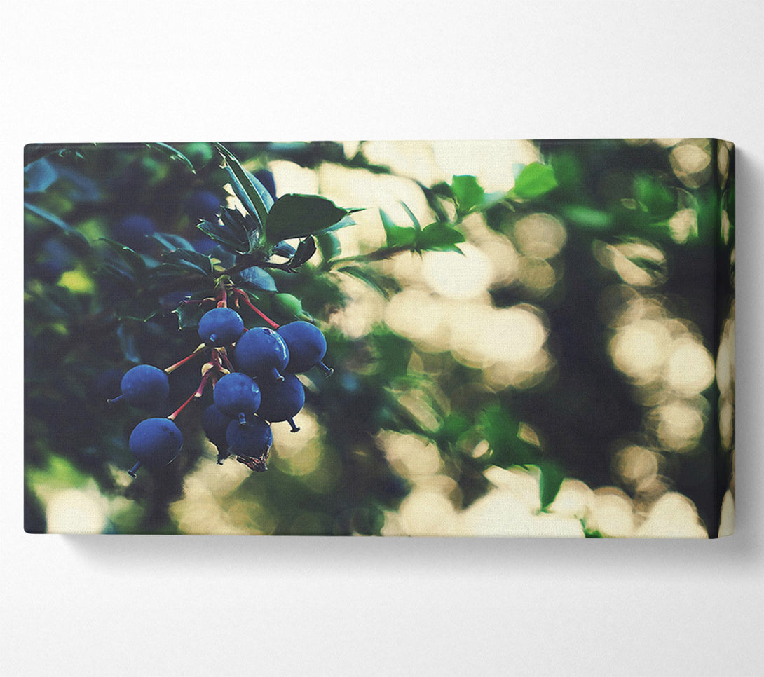  A Canvas Print of Indigo Berry Cluster Canvas Wall Art