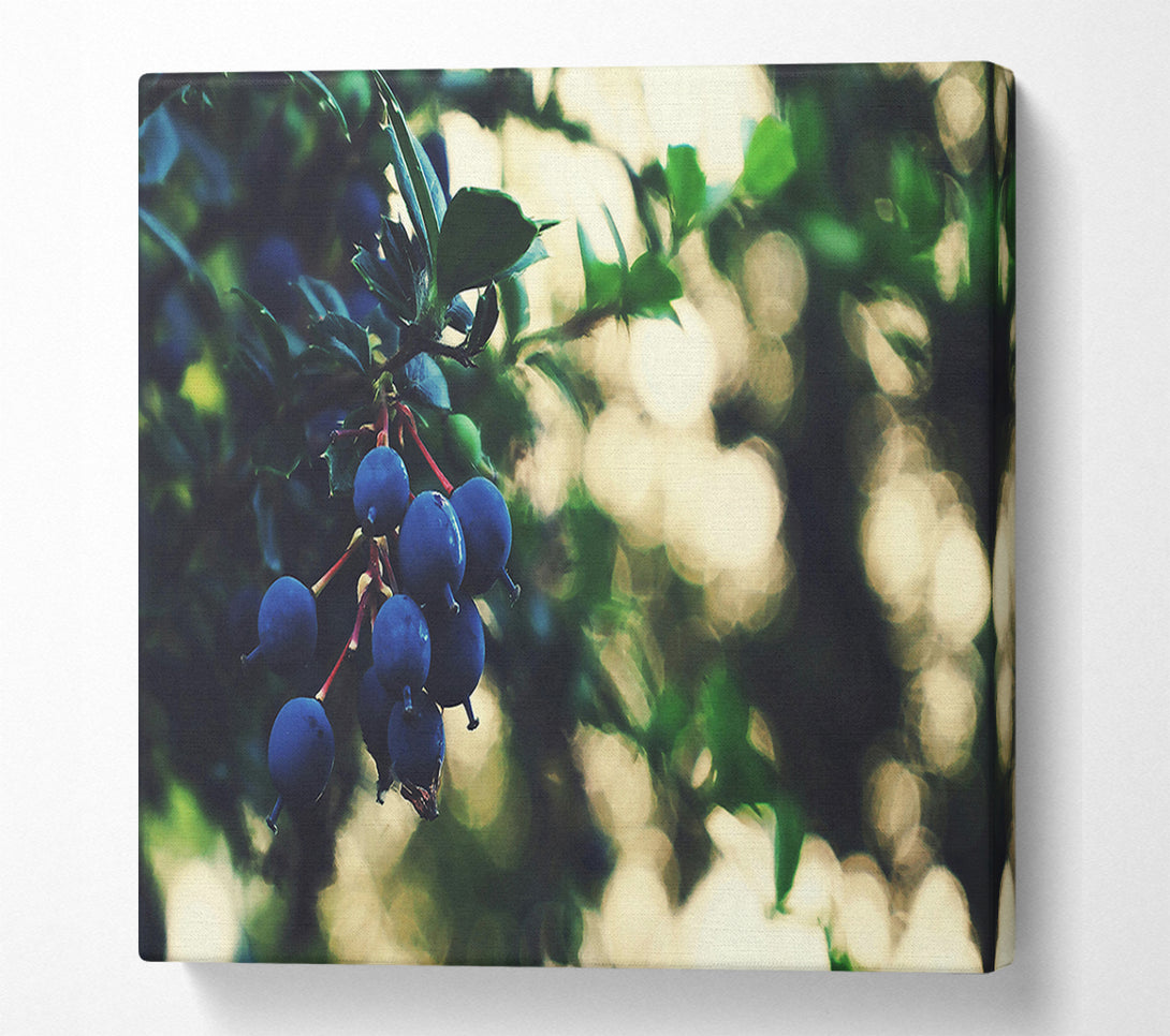  A Canvas Print of Indigo Berry Cluster Canvas Wall Art