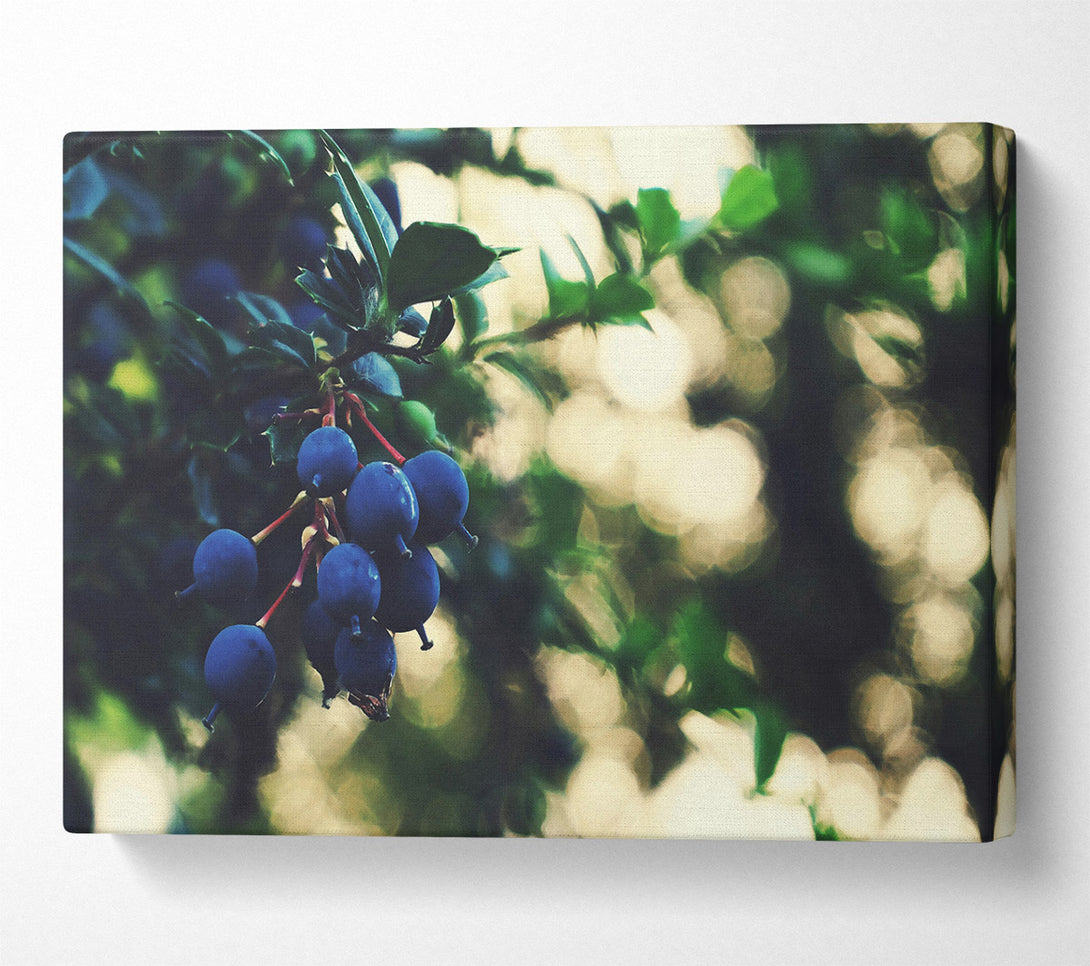  A Canvas Print of Indigo Berry Cluster Canvas Wall Art