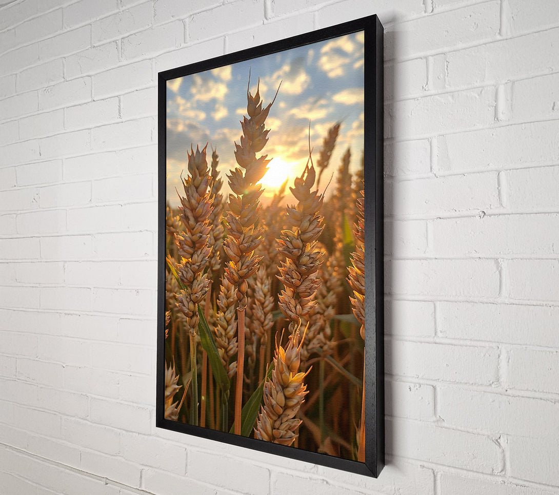  A Canvas Print of Golden Wheat Sunset Canvas Art