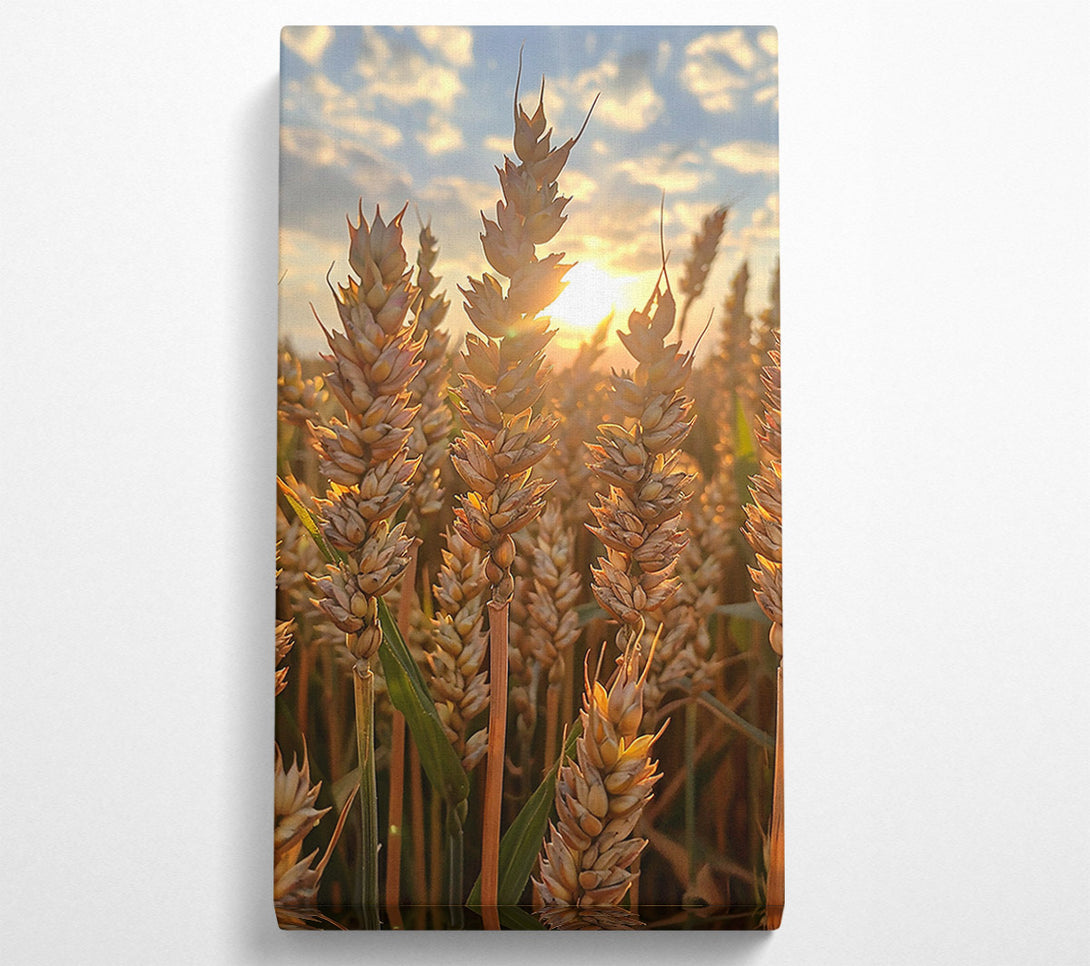  A Canvas Print of Golden Wheat Sunset Canvas Art