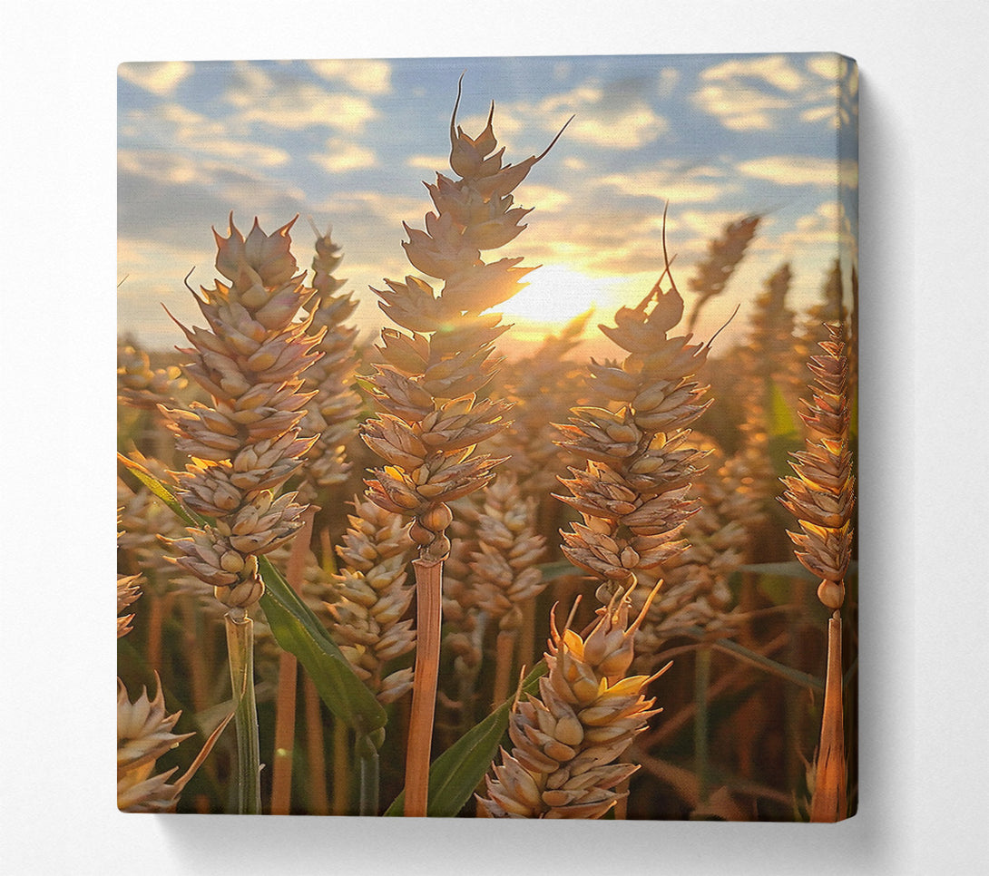  A Canvas Print of Golden Wheat Sunset Canvas Art