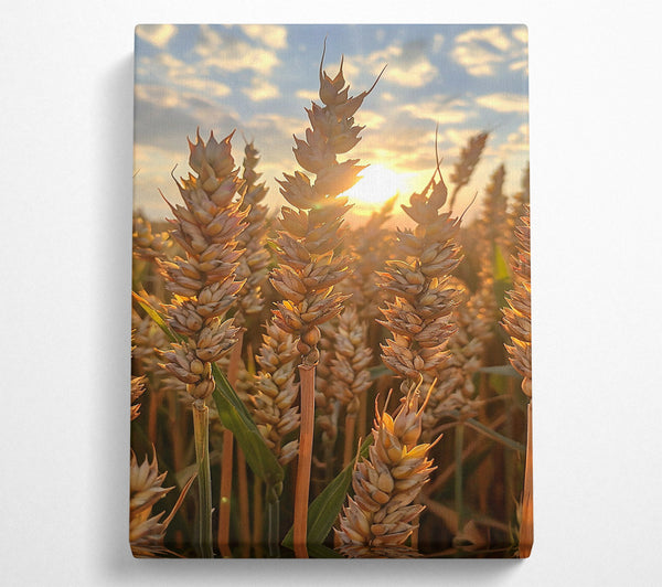  A Canvas Print of Golden Wheat Sunset Canvas Art