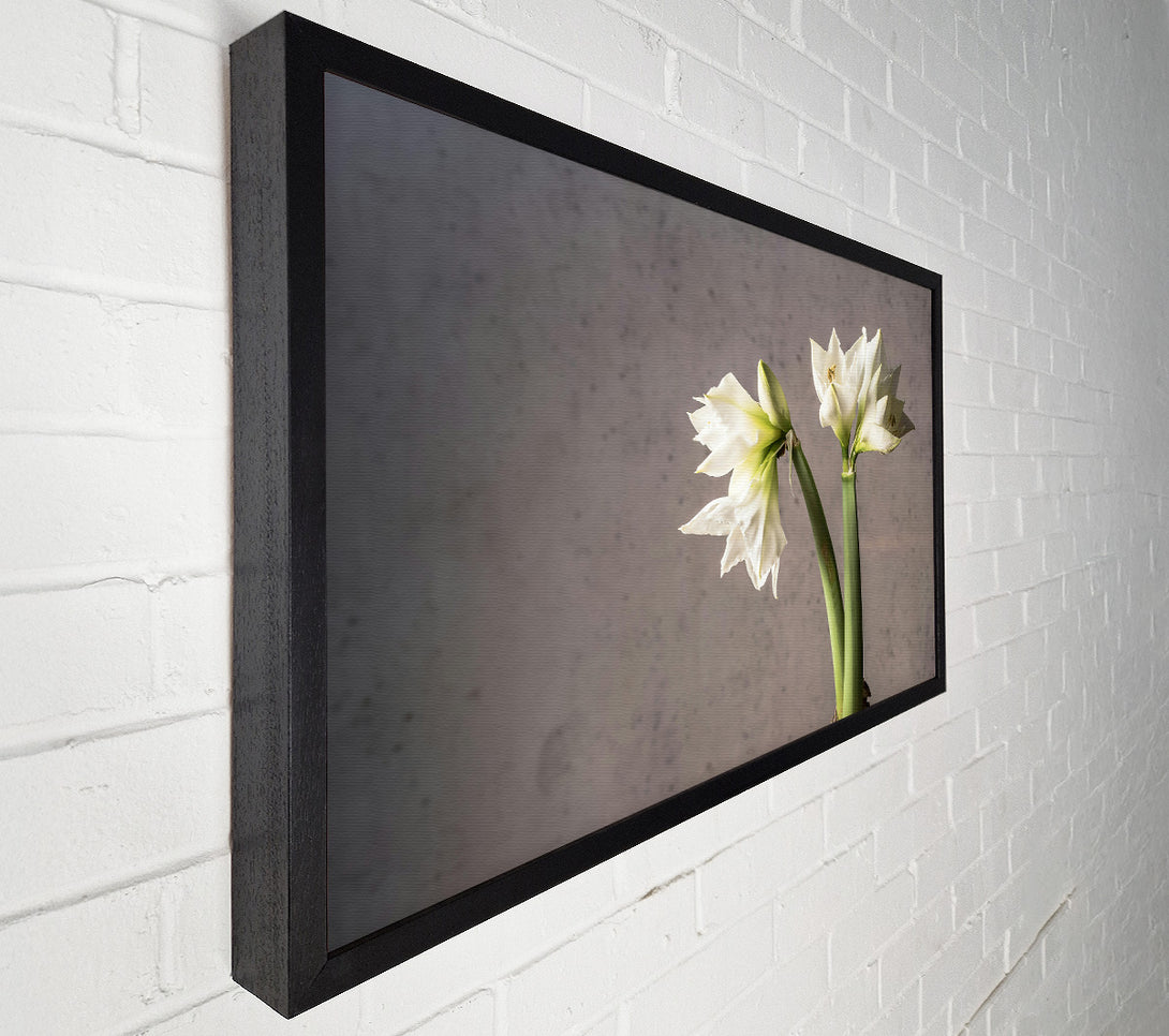  A Canvas Print of White Blooms Against Grey Canvas Art