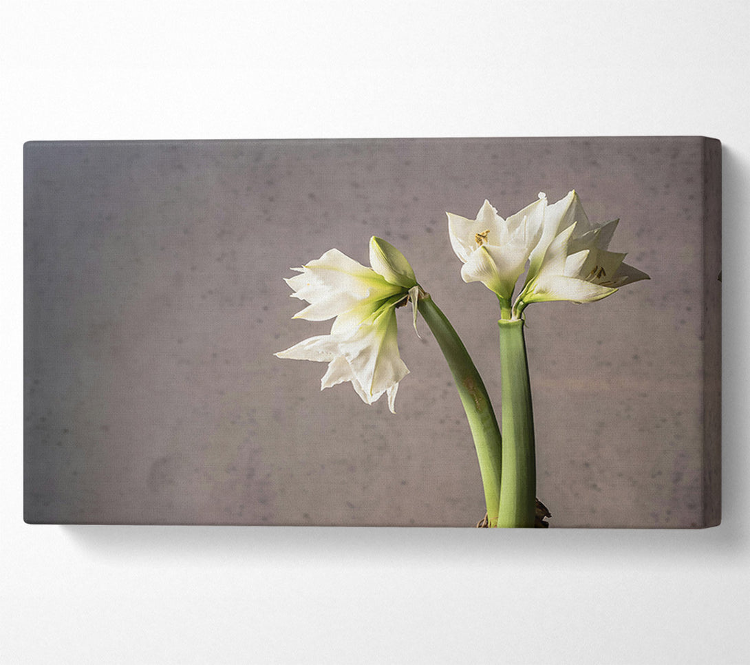  A Canvas Print of White Blooms Against Grey Canvas Art