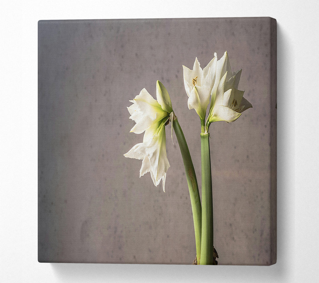  A Canvas Print of White Blooms Against Grey Canvas Art