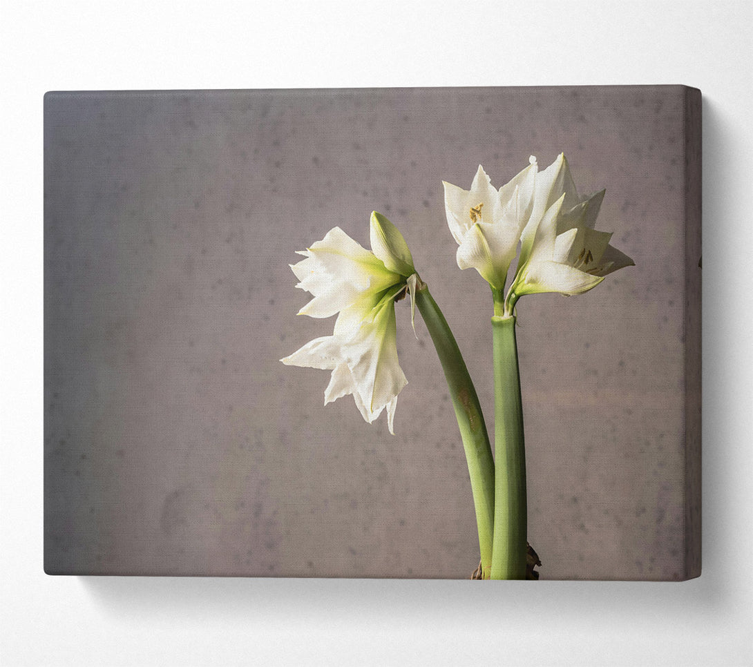  A Canvas Print of White Blooms Against Grey Canvas Art