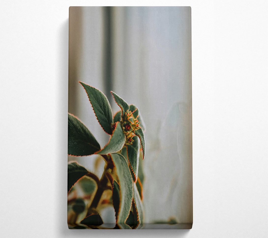  A Canvas Print of Green Velvet Bloom Canvas Print