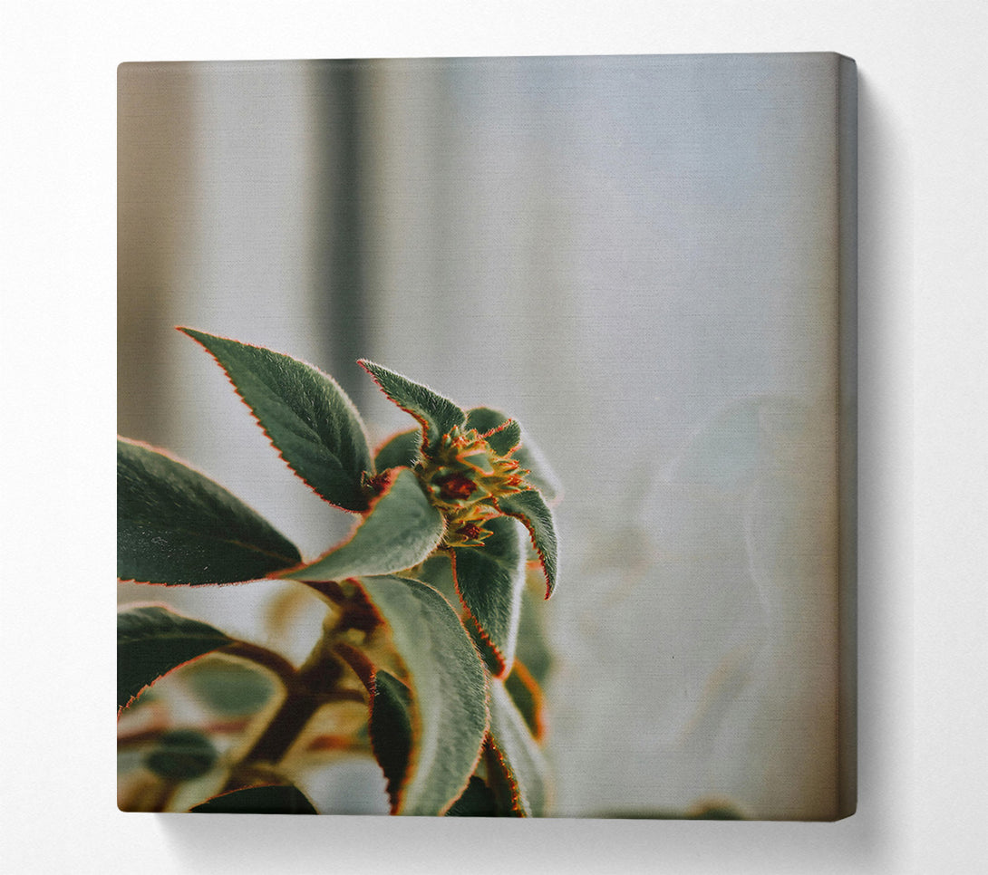  A Canvas Print of Green Velvet Bloom Canvas Print