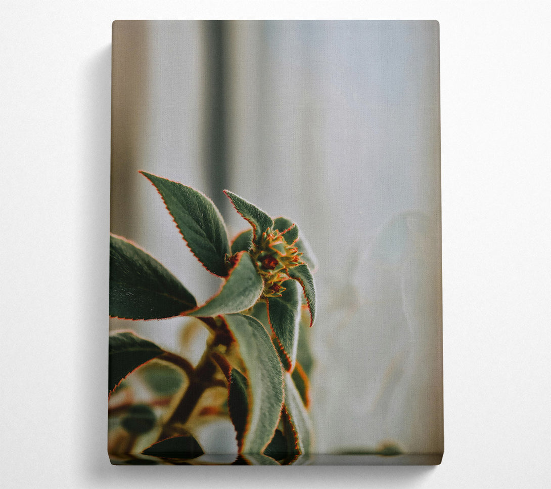  A Canvas Print of Green Velvet Bloom Canvas Print