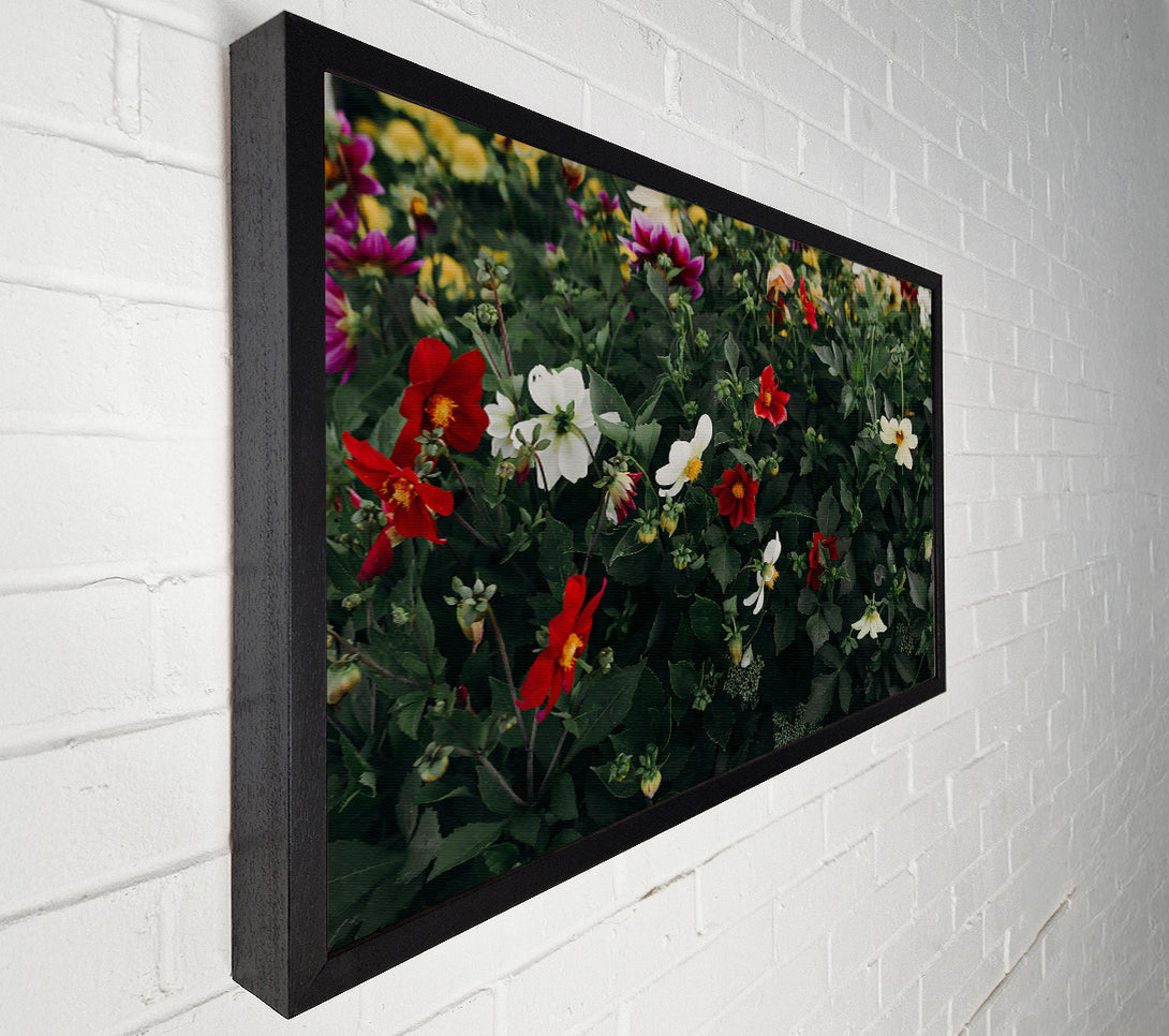  A Canvas Print of Crimson And Cream Blooms Canvas Print