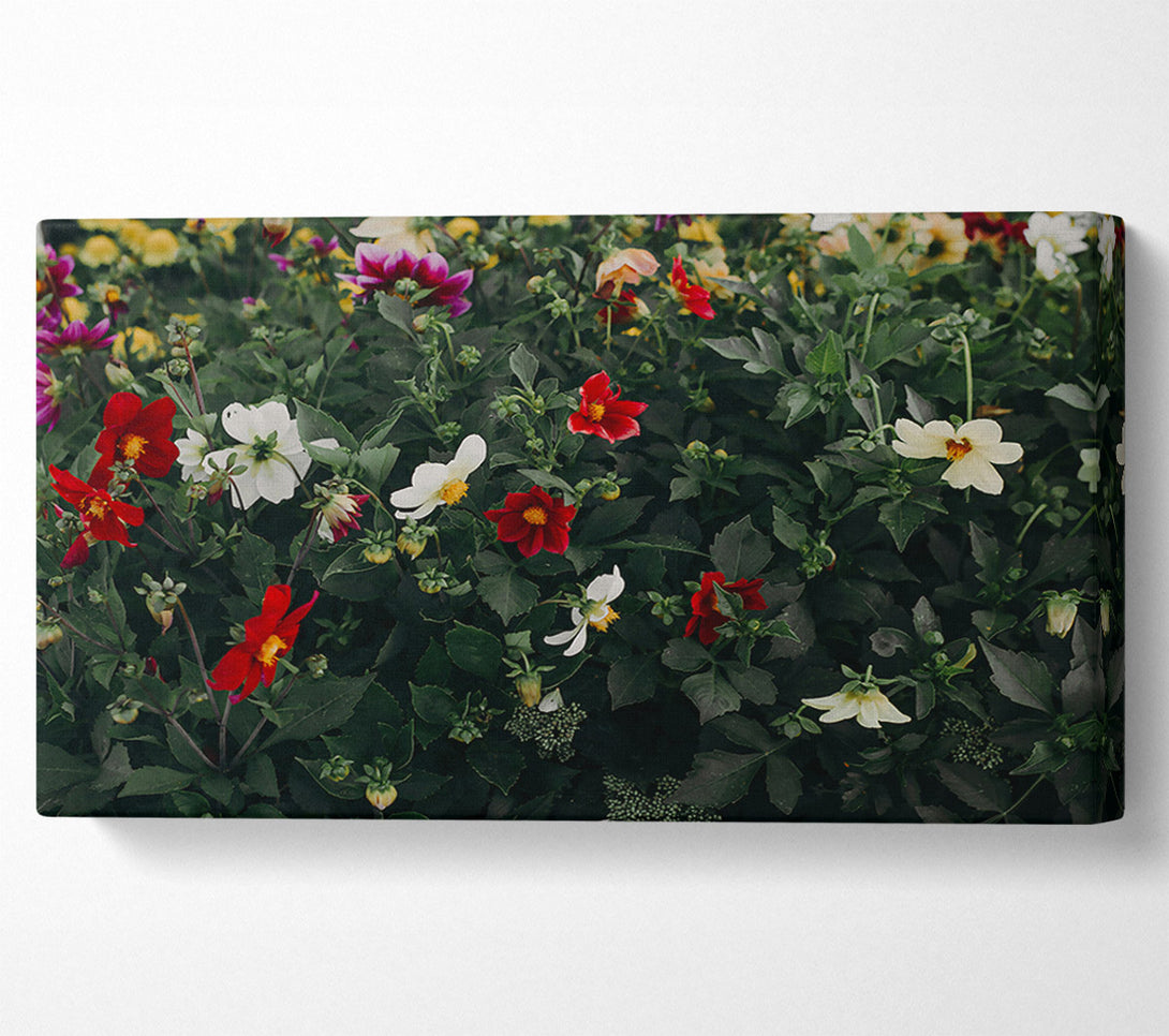  A Canvas Print of Crimson And Cream Blooms Canvas Print