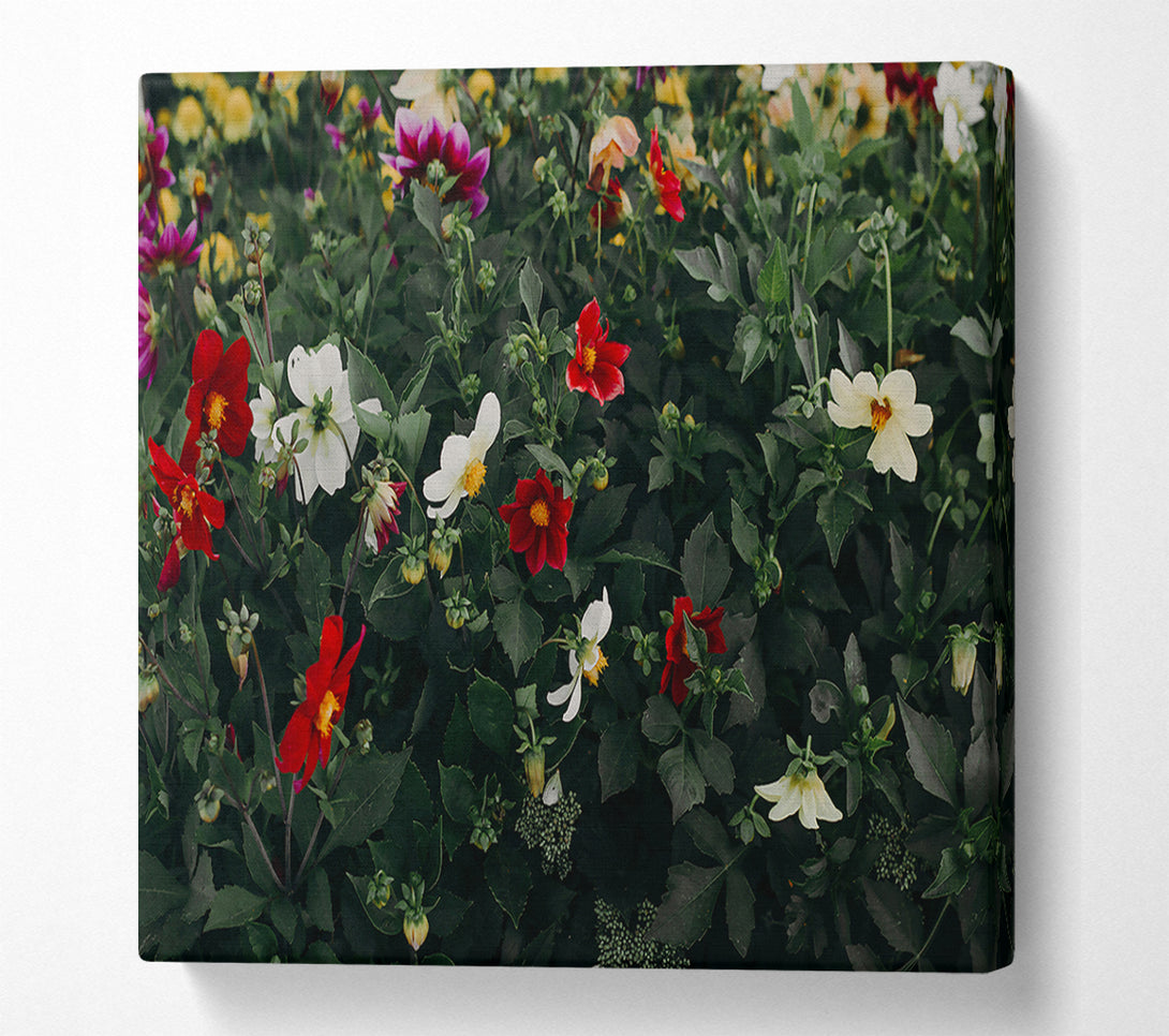  A Canvas Print of Crimson And Cream Blooms Canvas Print