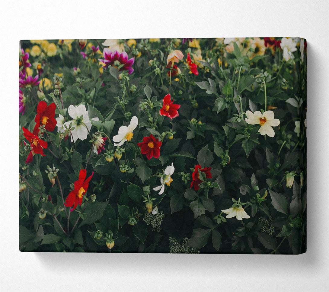  A Canvas Print of Crimson And Cream Blooms Canvas Print