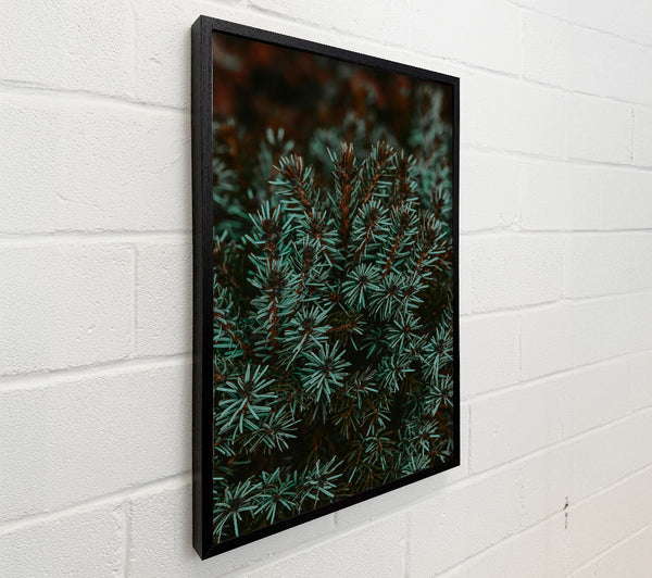 Teal Evergreen Branches