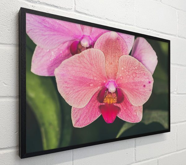 Pink Orchid Dewdrops