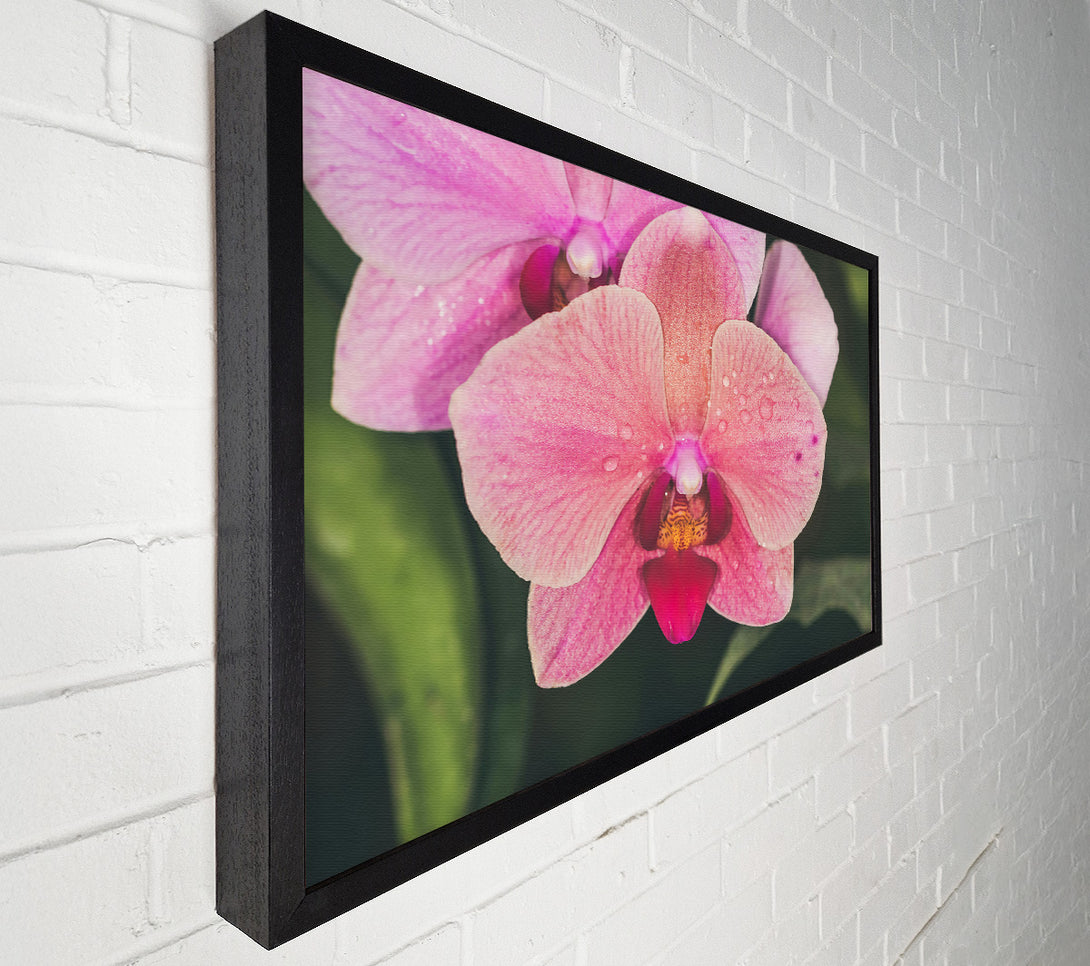  A Canvas Print of Pink Orchid Dewdrops Canvas Wall Art