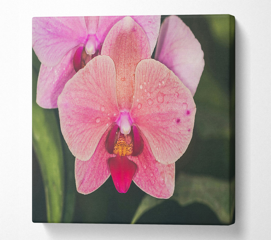  A Canvas Print of Pink Orchid Dewdrops Canvas Wall Art