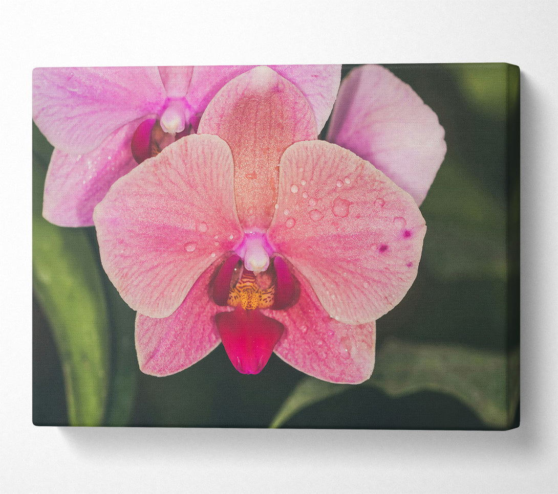  A Canvas Print of Pink Orchid Dewdrops Canvas Wall Art