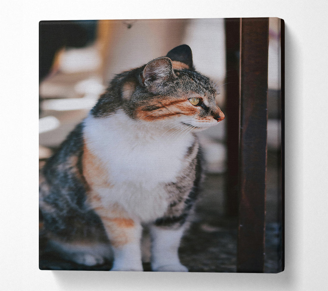  A Canvas Print of Golden-Eyed Feline Glance Canvas Wall Art