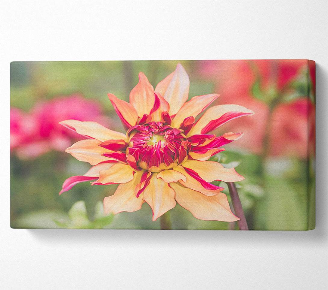  A Canvas Print of Salmon And Crimson Bloom Canvas Print