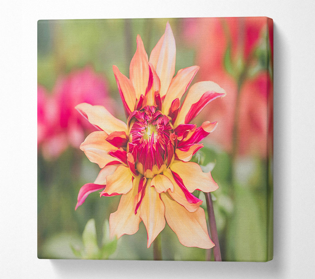  A Canvas Print of Salmon And Crimson Bloom Canvas Print