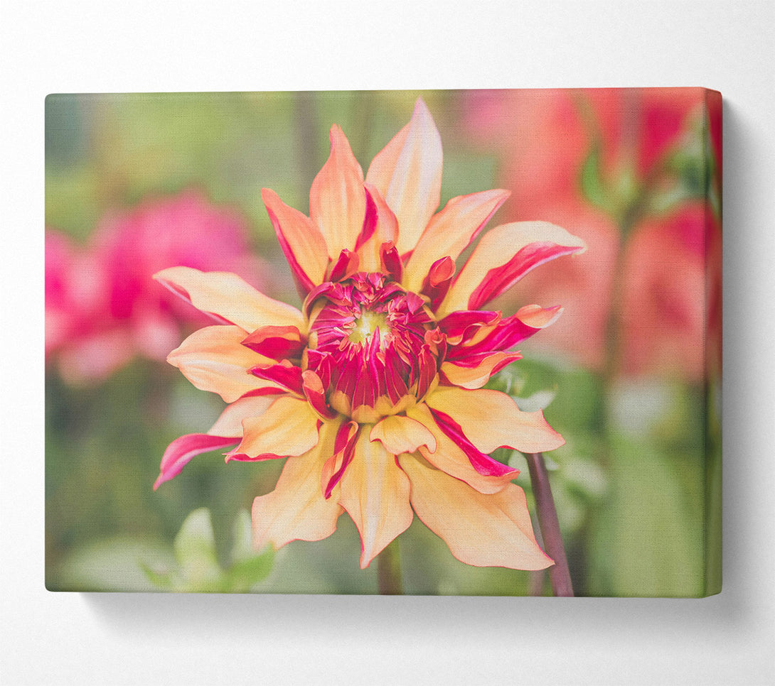  A Canvas Print of Salmon And Crimson Bloom Canvas Print