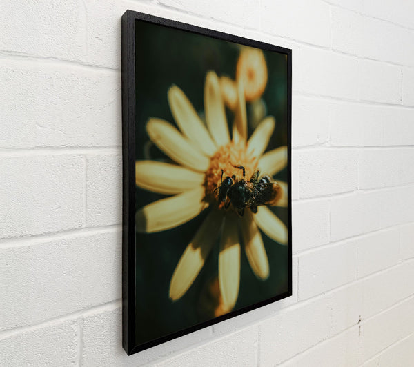 Golden Bee Buzzing