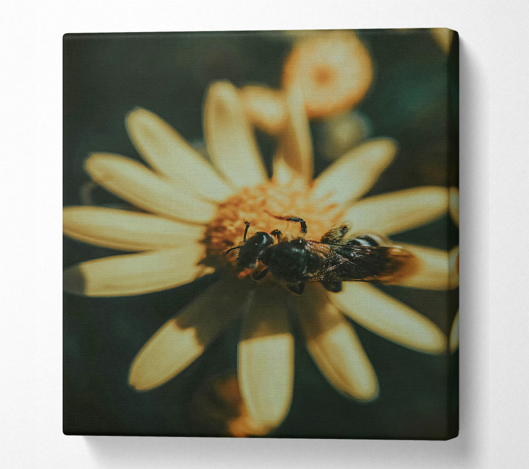  A Canvas Print of Golden Bee Buzzing Canvas Art