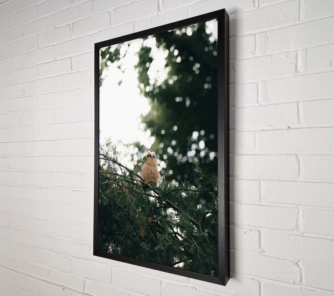  A Canvas Print of Green Owl'S Perch Canvas Print