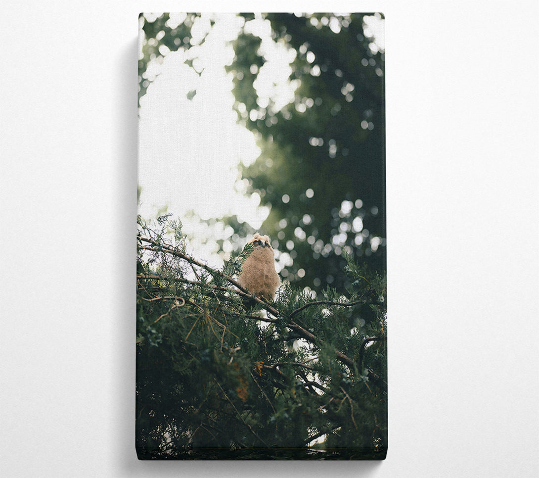  A Canvas Print of Green Owl'S Perch Canvas Print