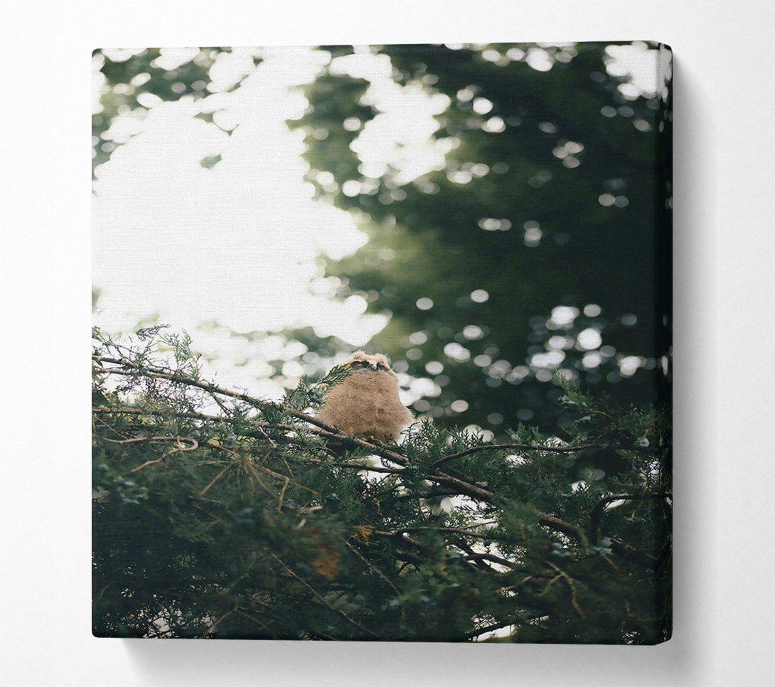 A Canvas Print of Green Owl'S Perch Canvas Print