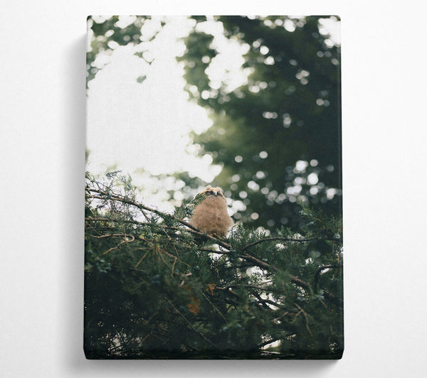  A Canvas Print of Green Owl'S Perch Canvas Print