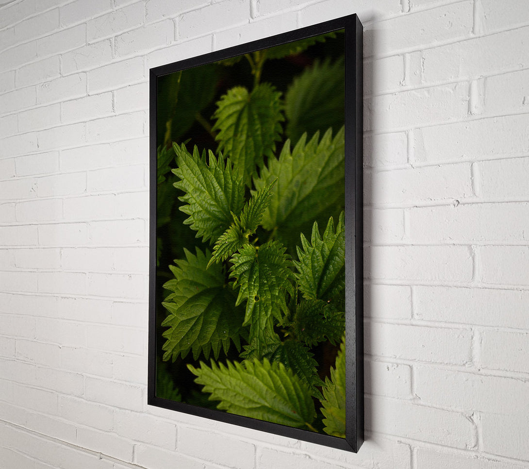  A Canvas Print of Emerald Green Nettles Canvas Art