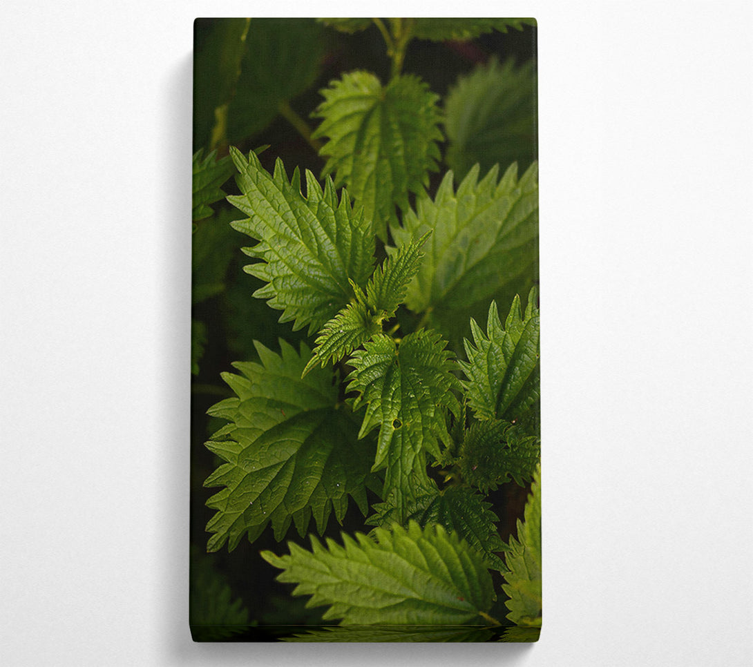  A Canvas Print of Emerald Green Nettles Canvas Art