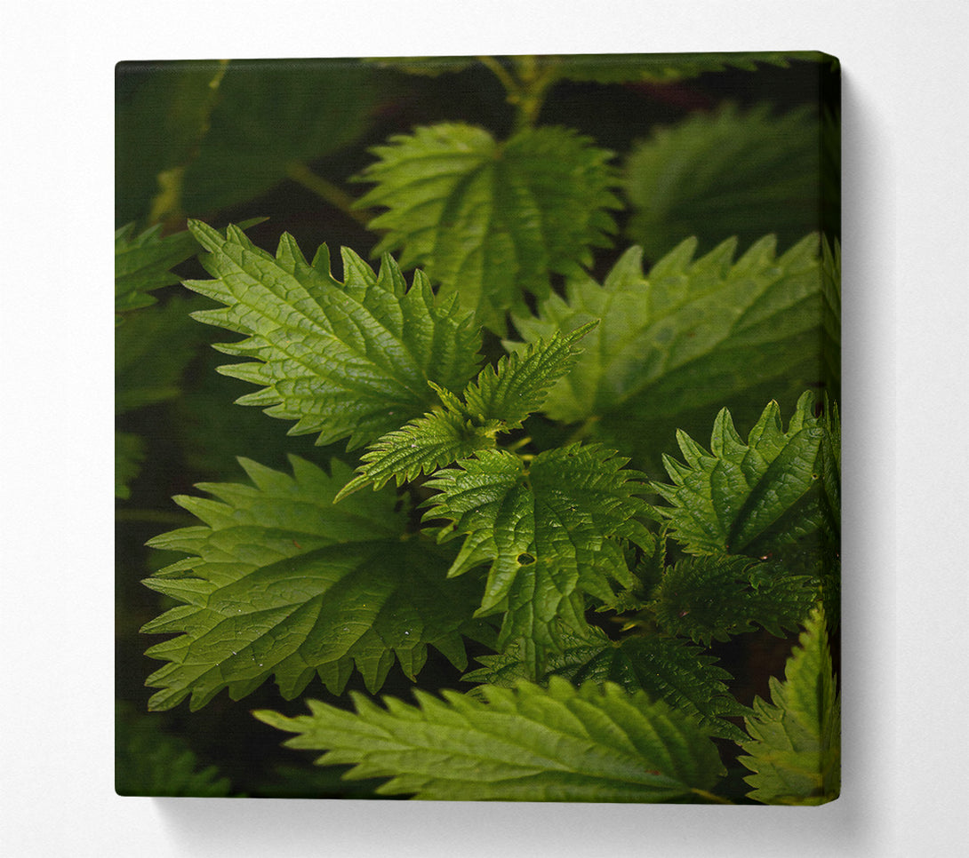  A Canvas Print of Emerald Green Nettles Canvas Art