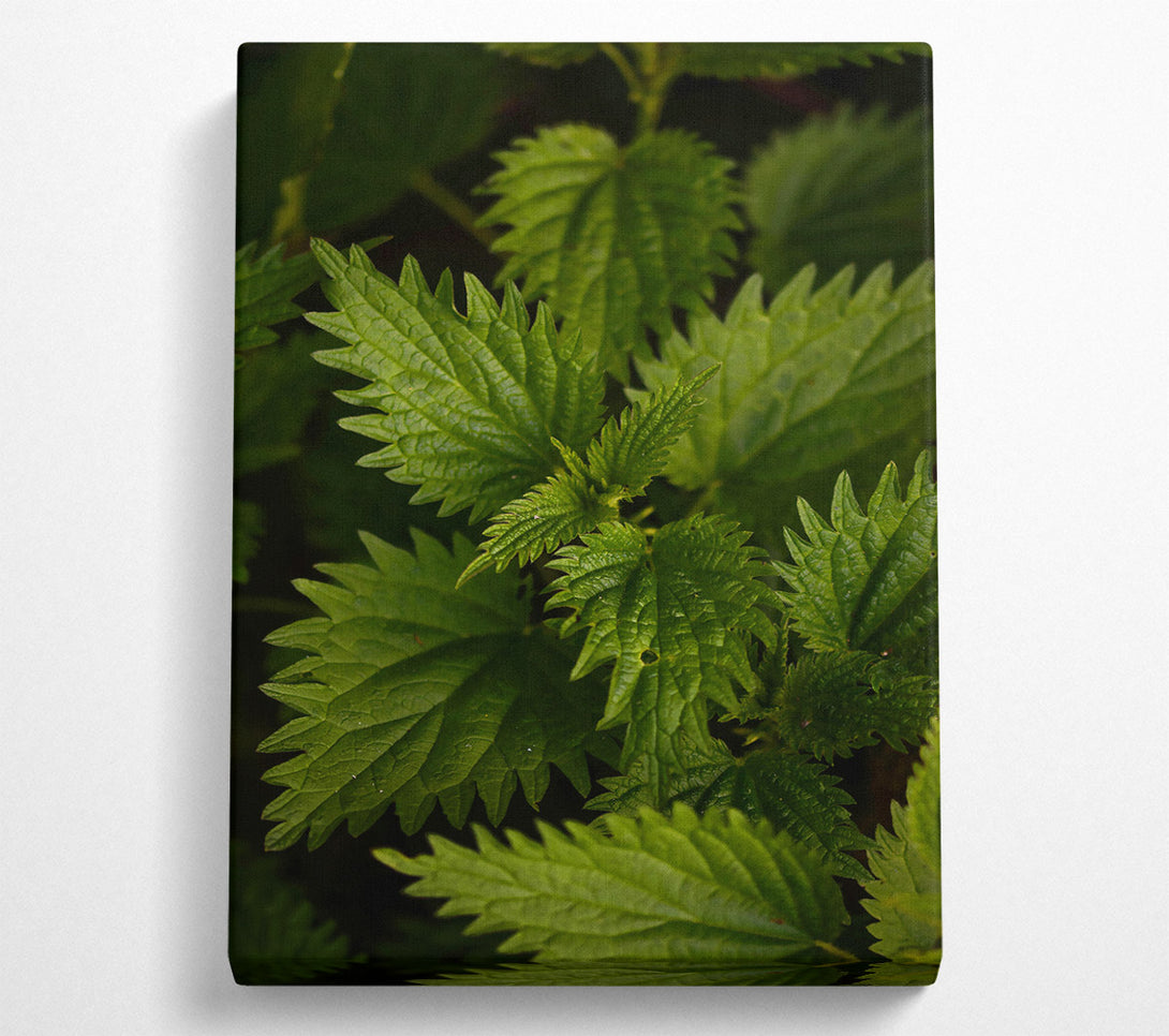  A Canvas Print of Emerald Green Nettles Canvas Art