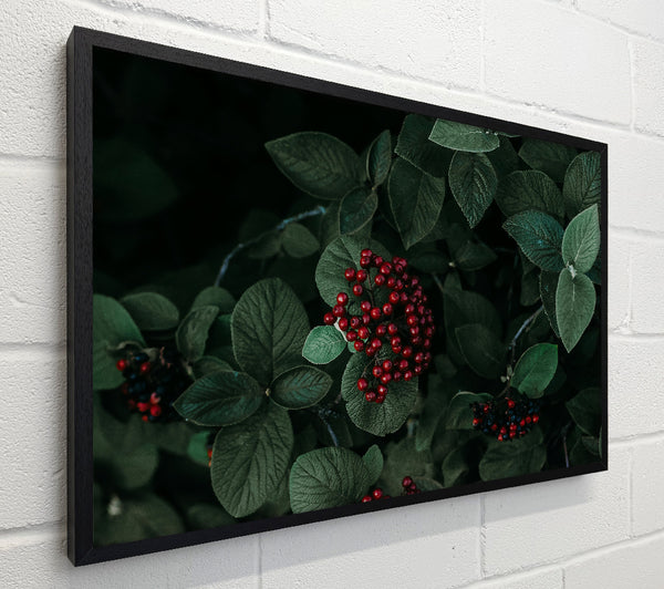 Crimson Berries And Green Leaves