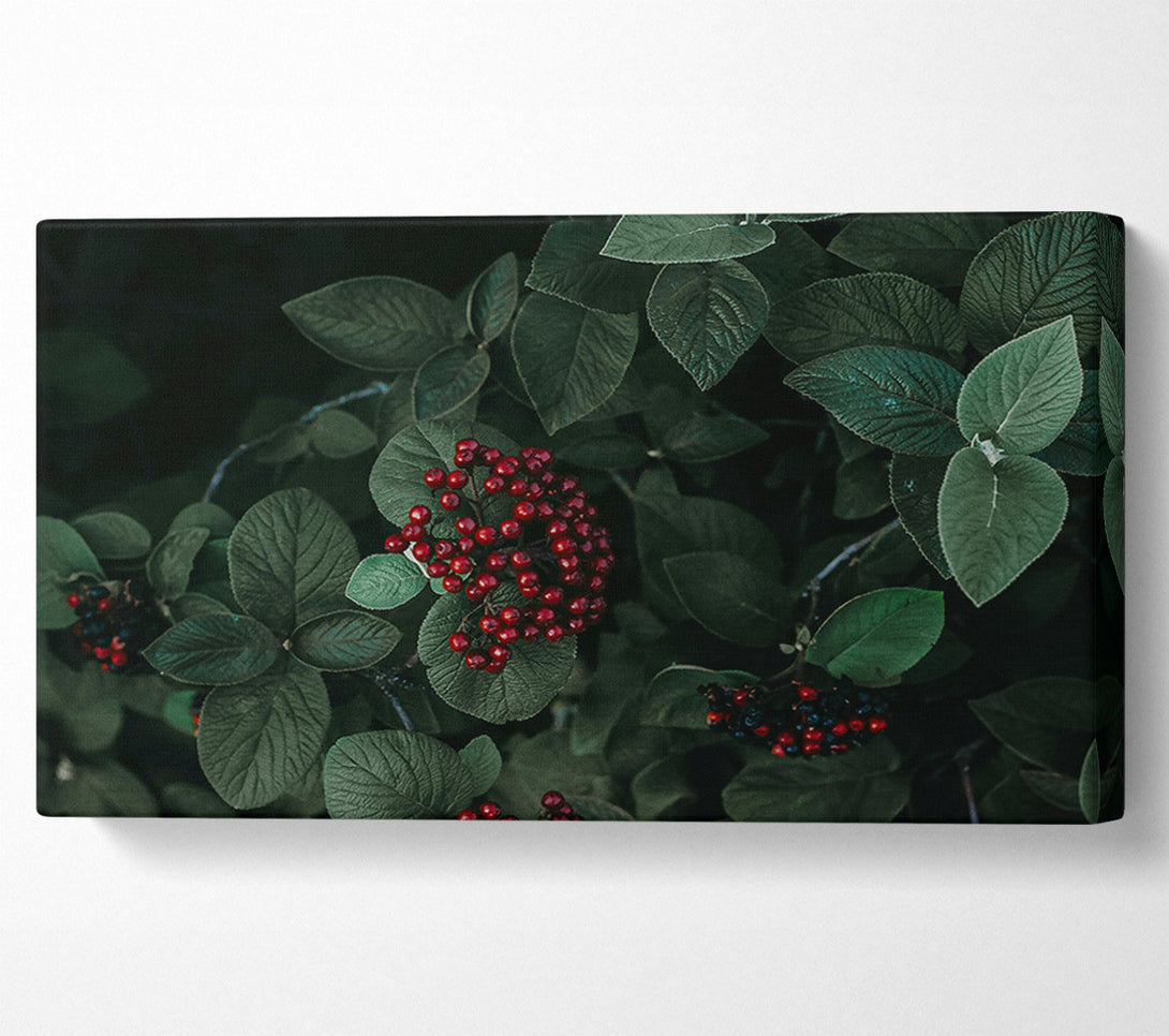 A Canvas Print of Crimson Berries And Green Leaves Canvas Print