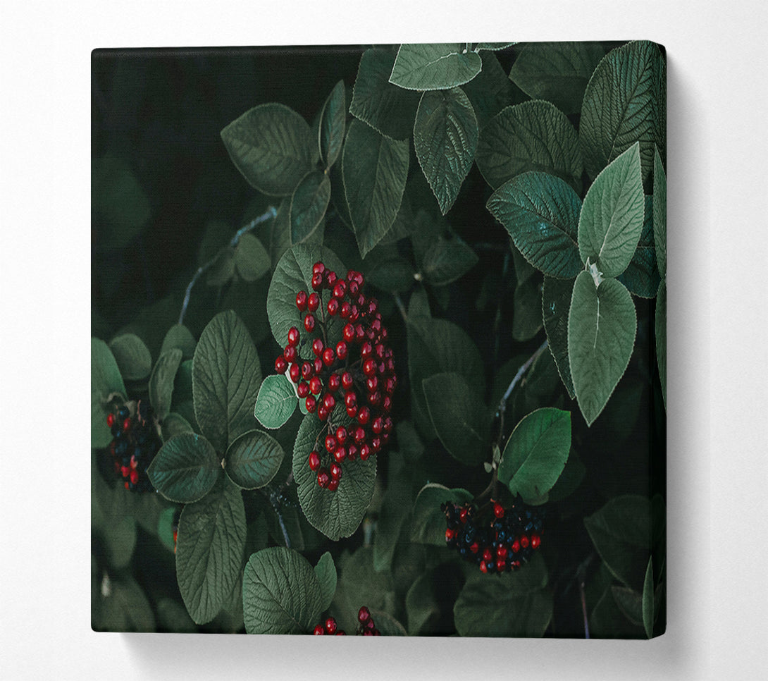  A Canvas Print of Crimson Berries And Green Leaves Canvas Print