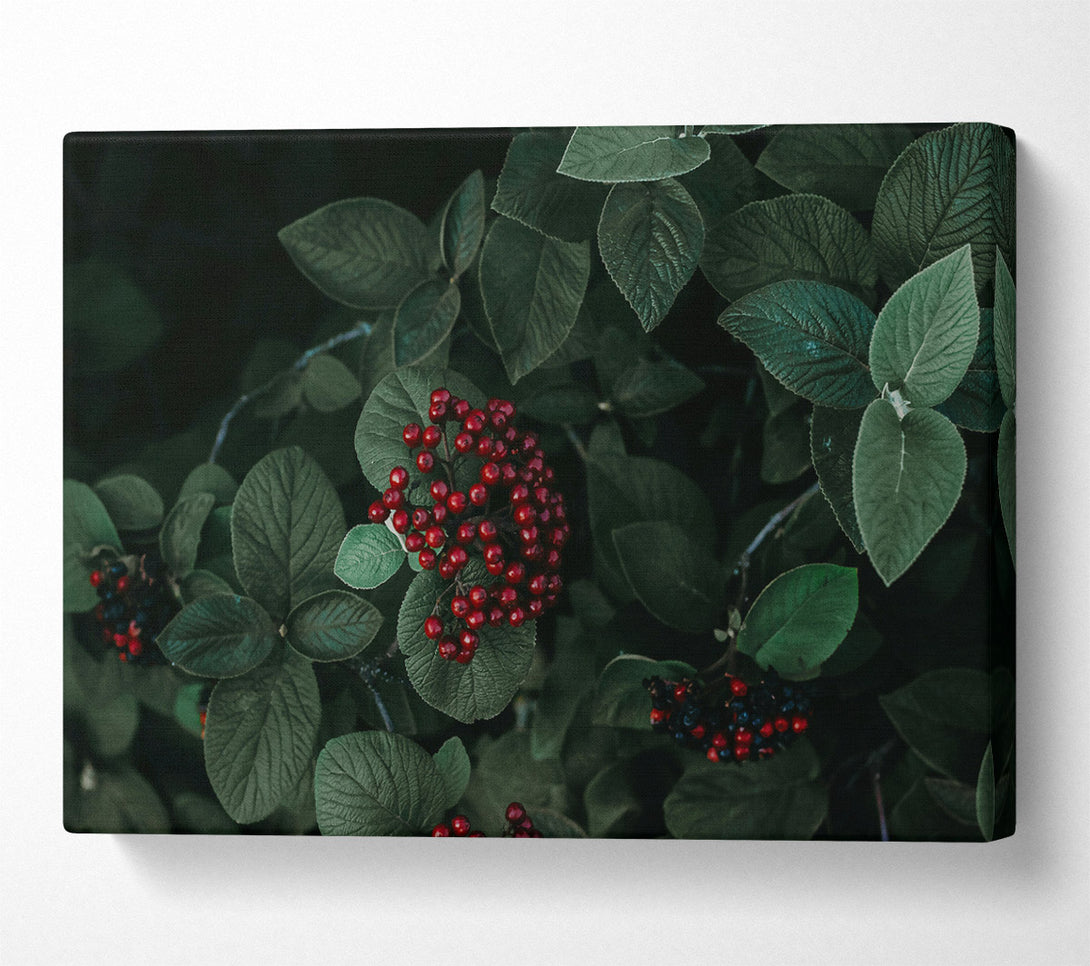  A Canvas Print of Crimson Berries And Green Leaves Canvas Print