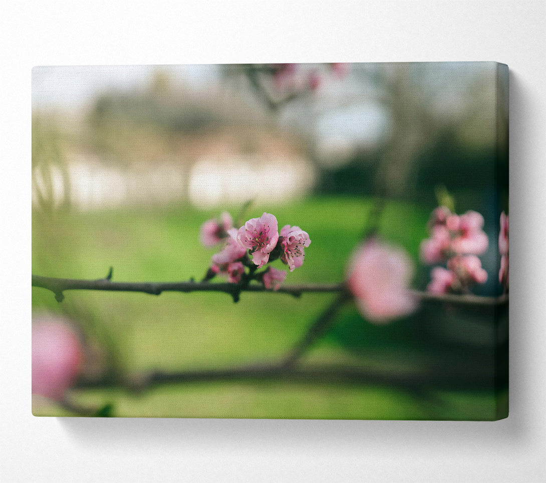  A Canvas Print of Pink Spring Bloom Canvas Print