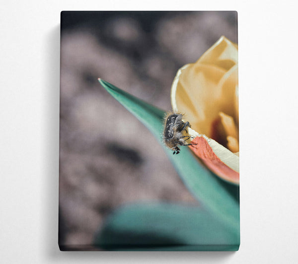  A Canvas Print of Green Petal Beetle Canvas Print