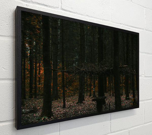 Orange Light In The Woods