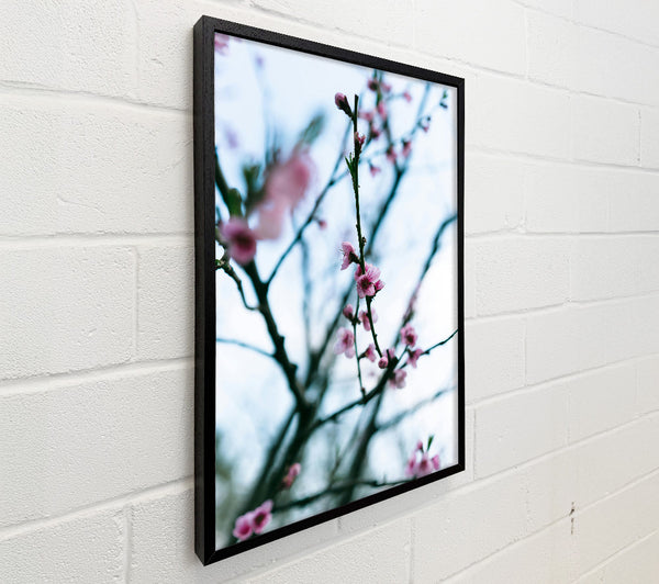 Pink Blossoms In Bloom