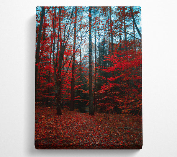  A Canvas Print of Crimson Forest Path Canvas Print