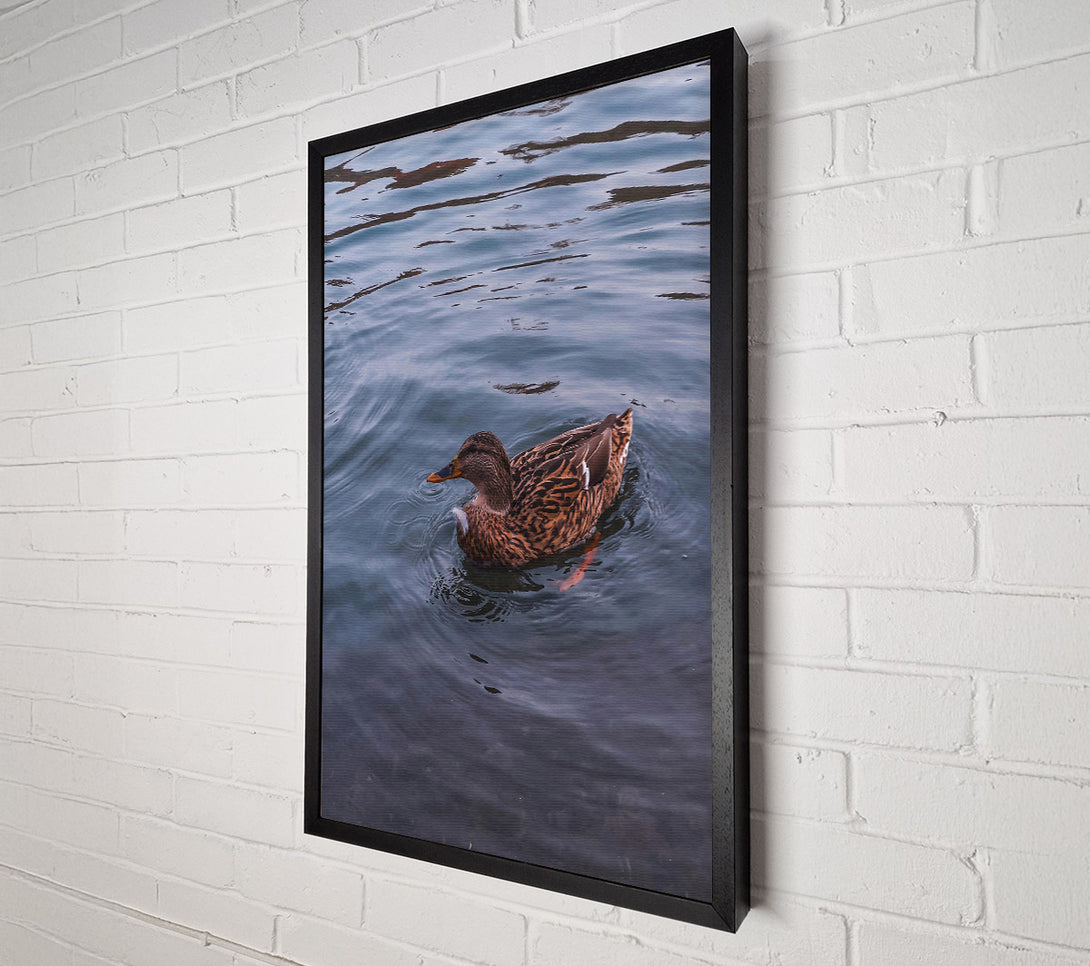  A Canvas Print of Blue Duck Ripples Canvas Print