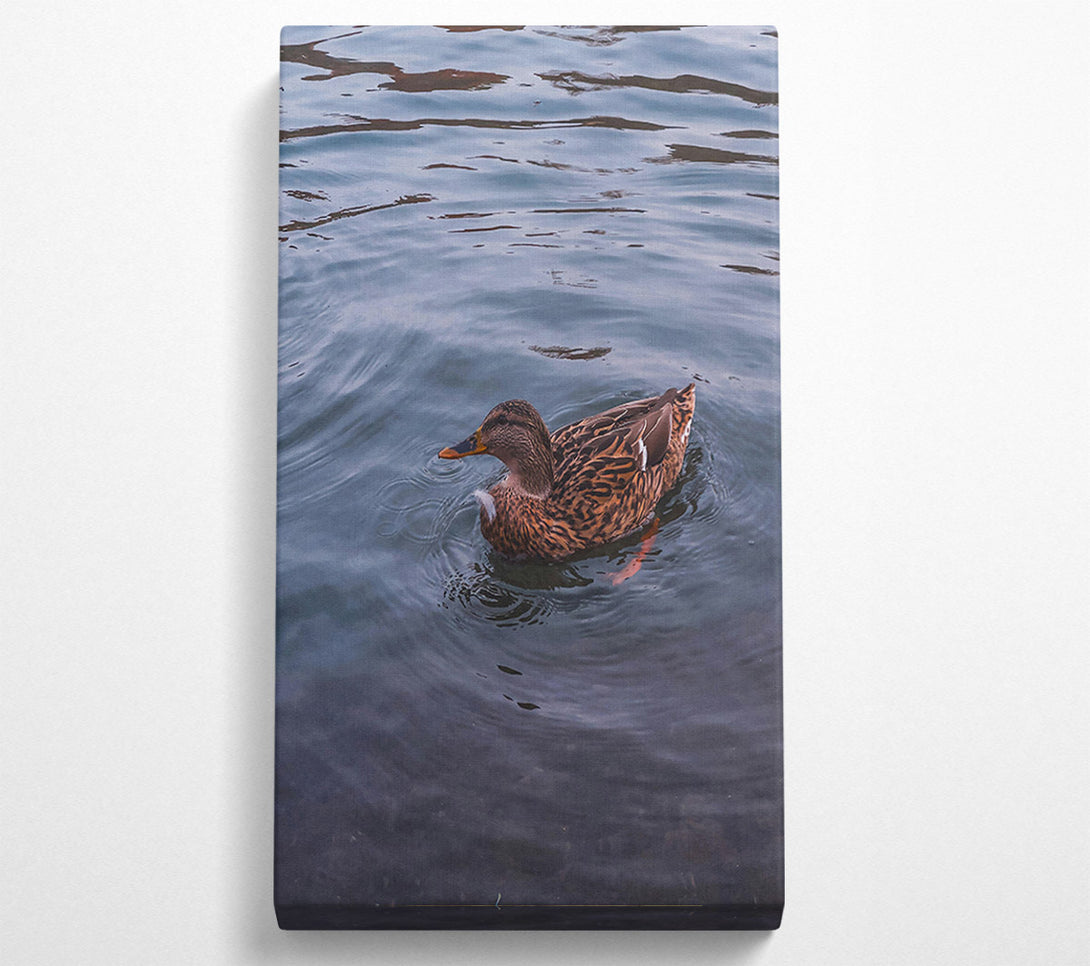  A Canvas Print of Blue Duck Ripples Canvas Print