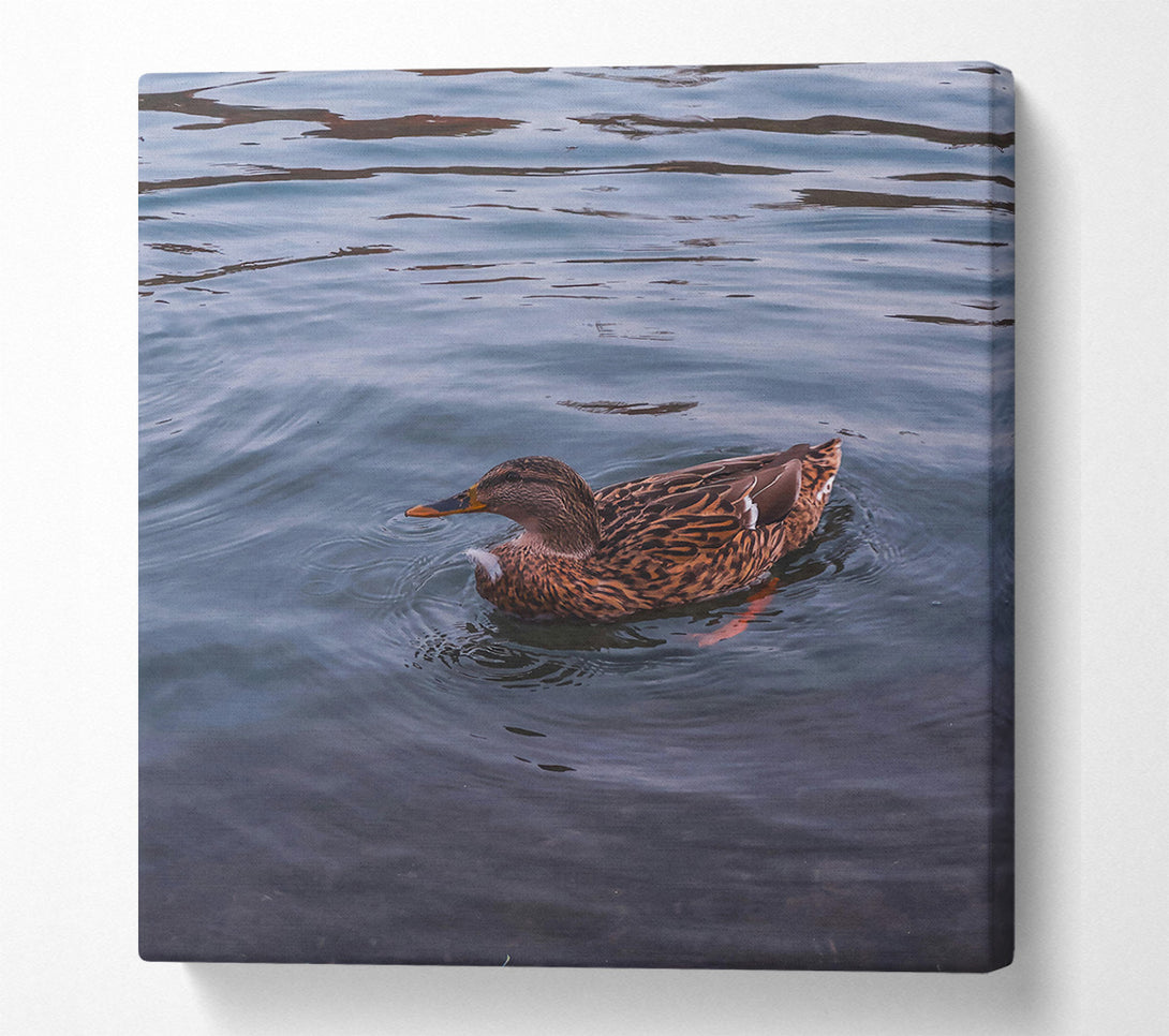  A Canvas Print of Blue Duck Ripples Canvas Print