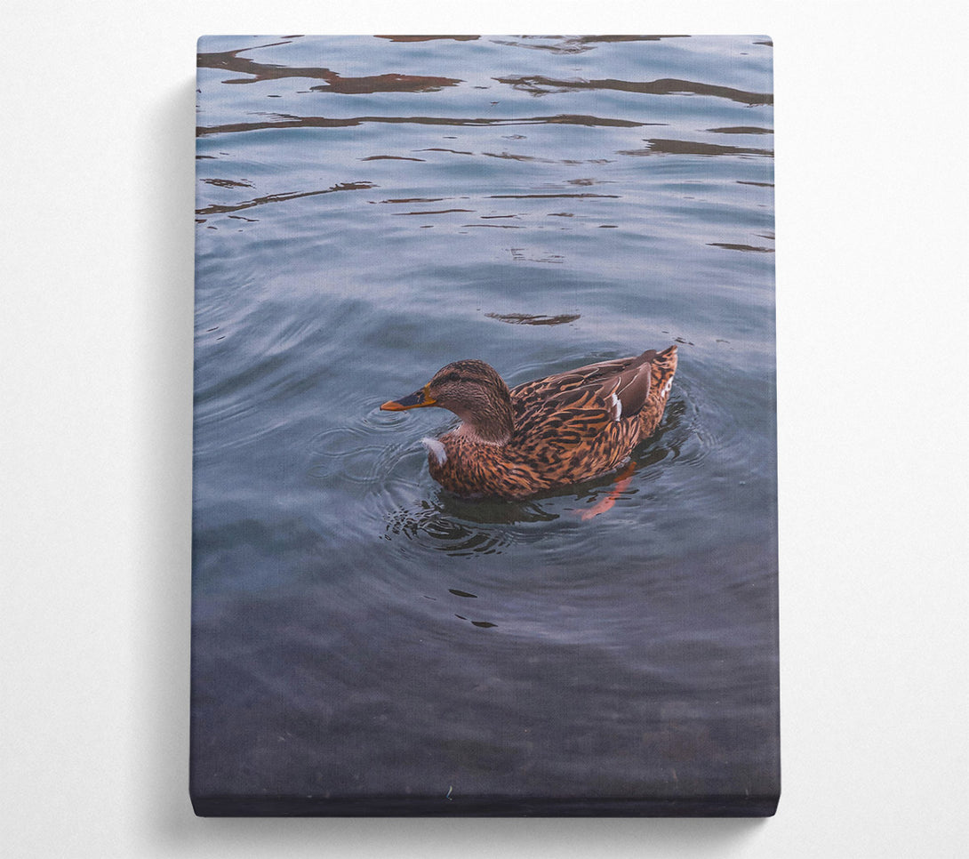  A Canvas Print of Blue Duck Ripples Canvas Print